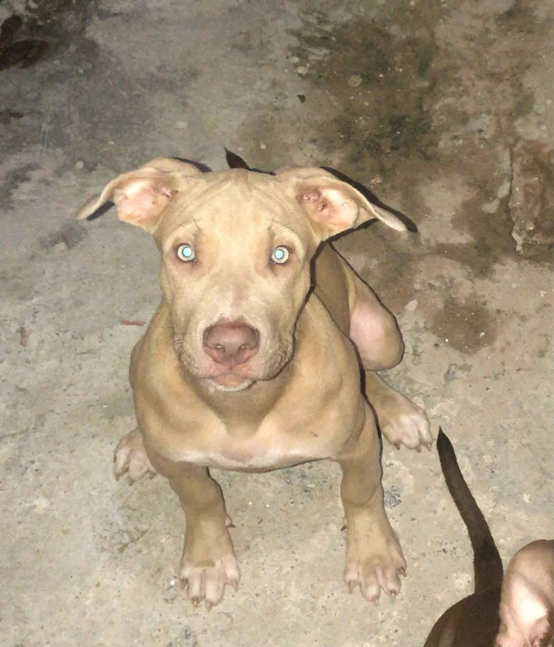 Filhote de Pitbull 