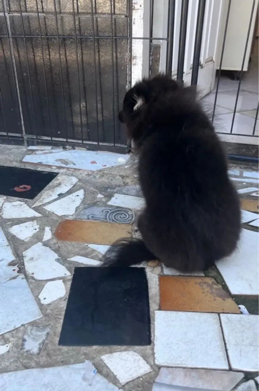 Spitz alemão fêmea - porte pequeno - Foto 2