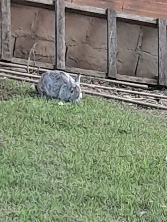 Coelhinho fofinho  - Foto 3