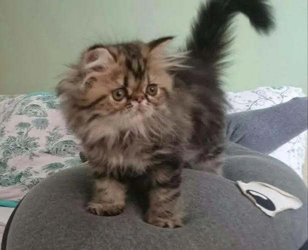 Gatinhos Persa  - Foto 2