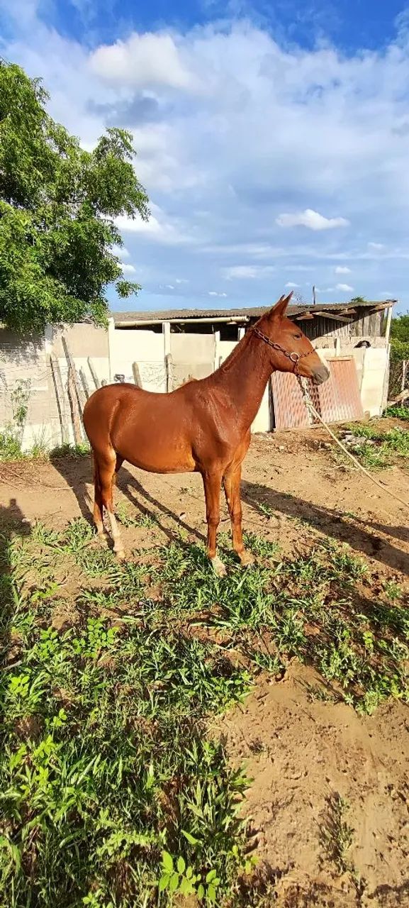 Potra mangalarga  - Foto 2