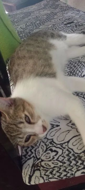 Gatinhas para adoção - Foto 2