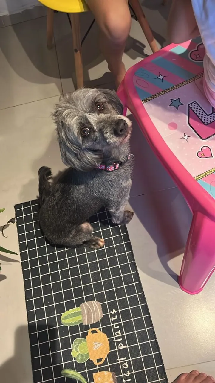 Cachorro para adoção