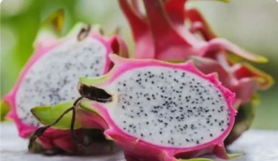 Mudas Auto-Férteis e Frutas Pitayas Organicas - Foto 4