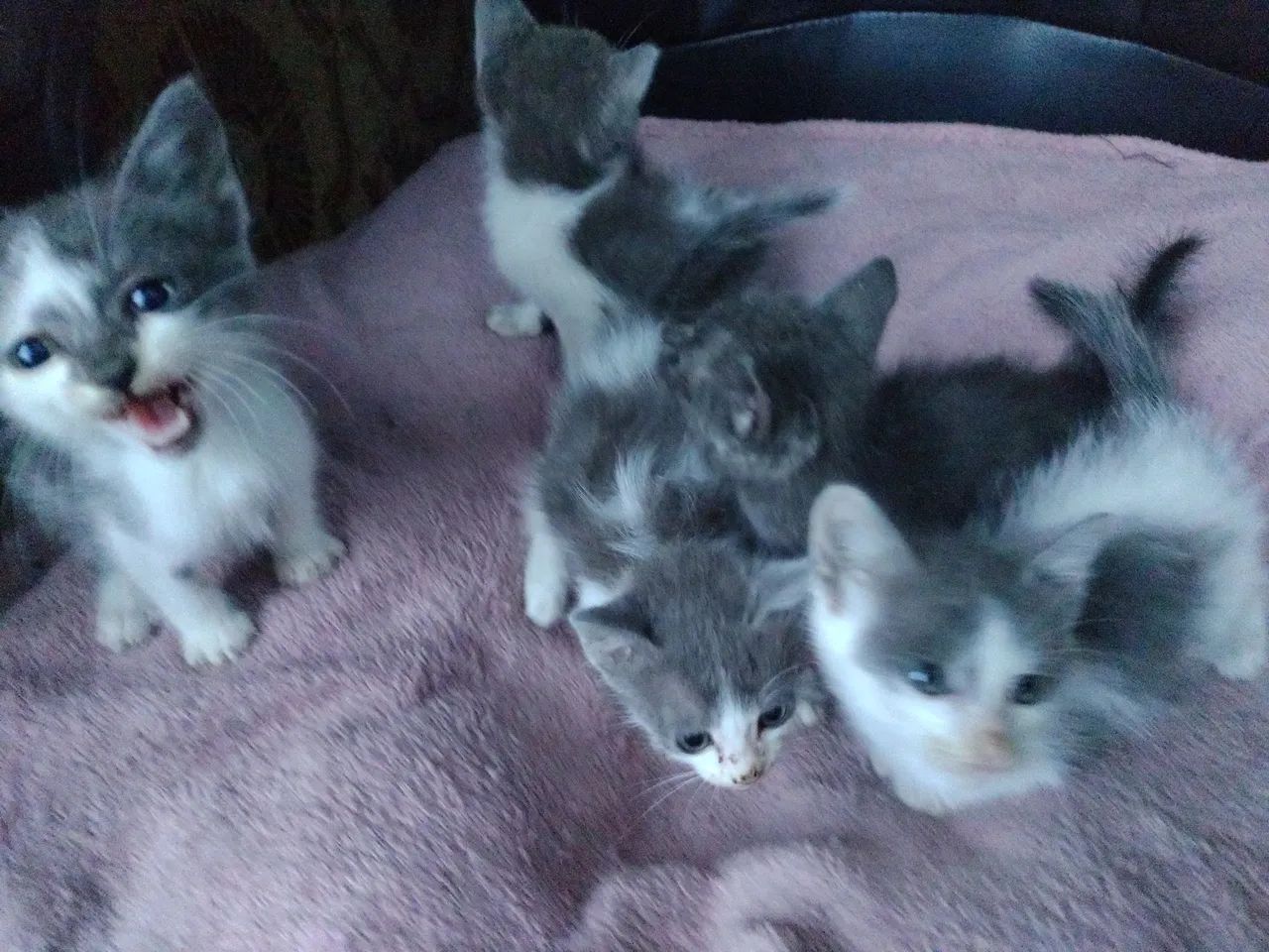 Gatinhos fofinhos para adoção!
