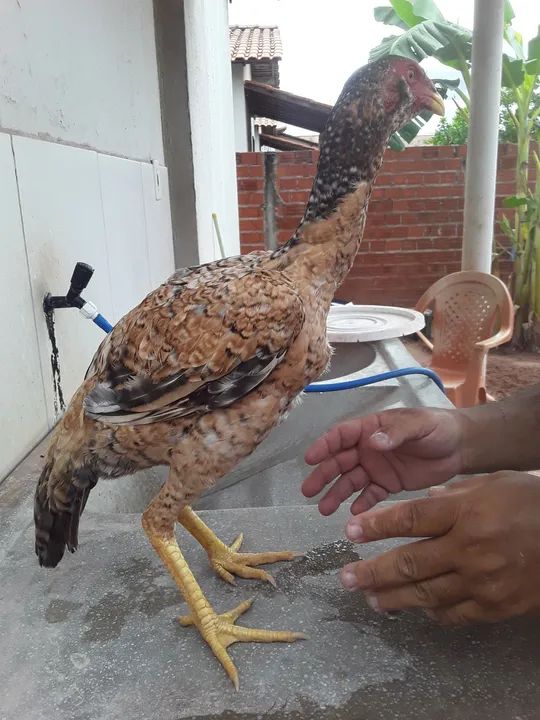 FRANGUINHOS DE RAÇA  - Foto 2