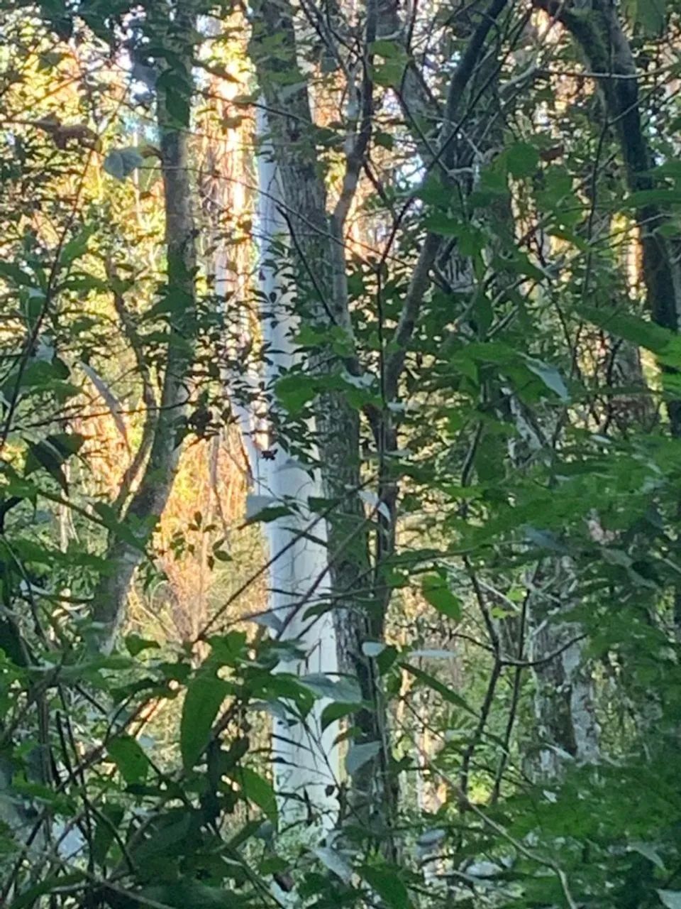 REFLORESTAMENTO - Foto 5