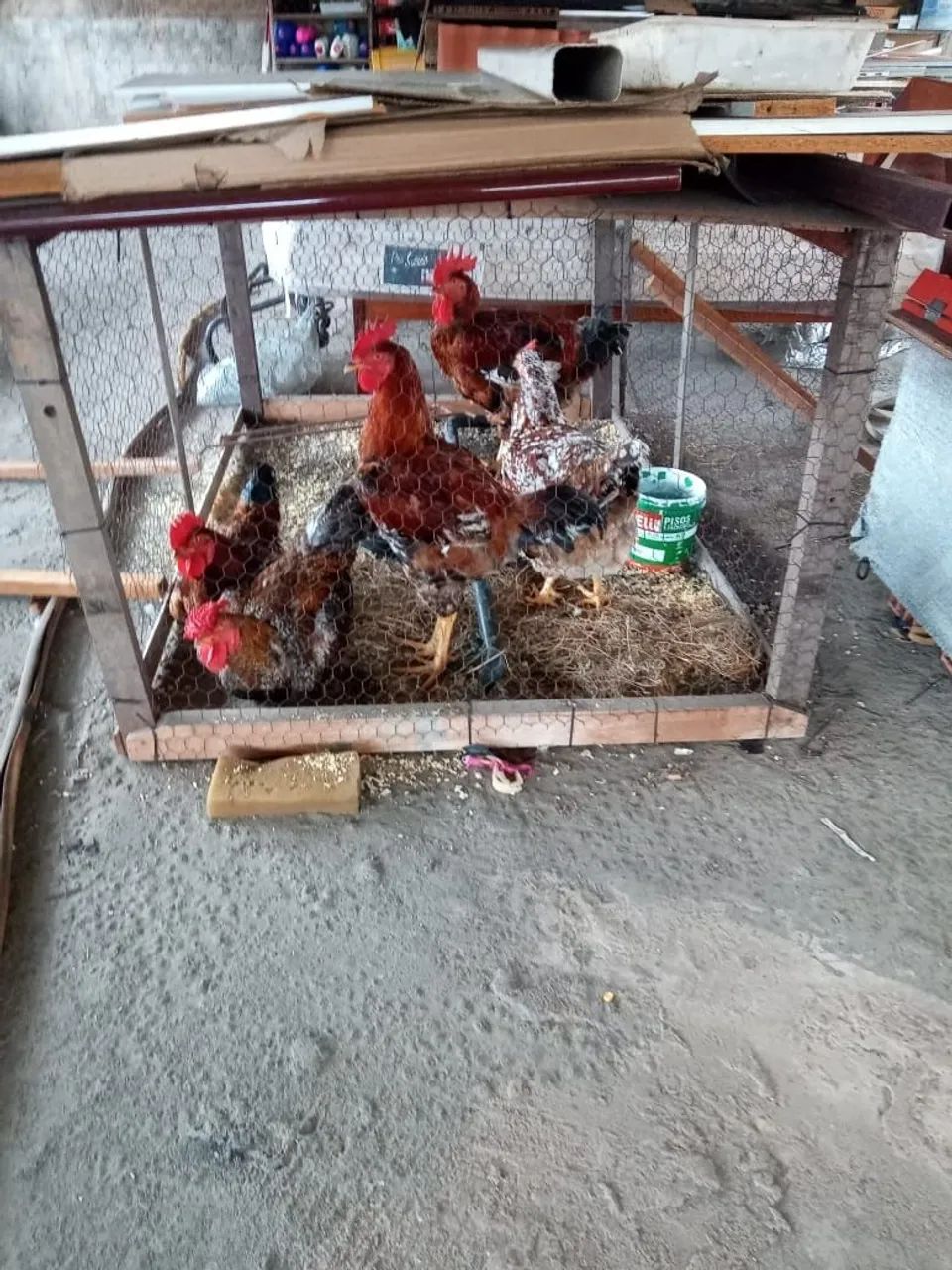 Vendo Galinhas Sertanejas Balão 