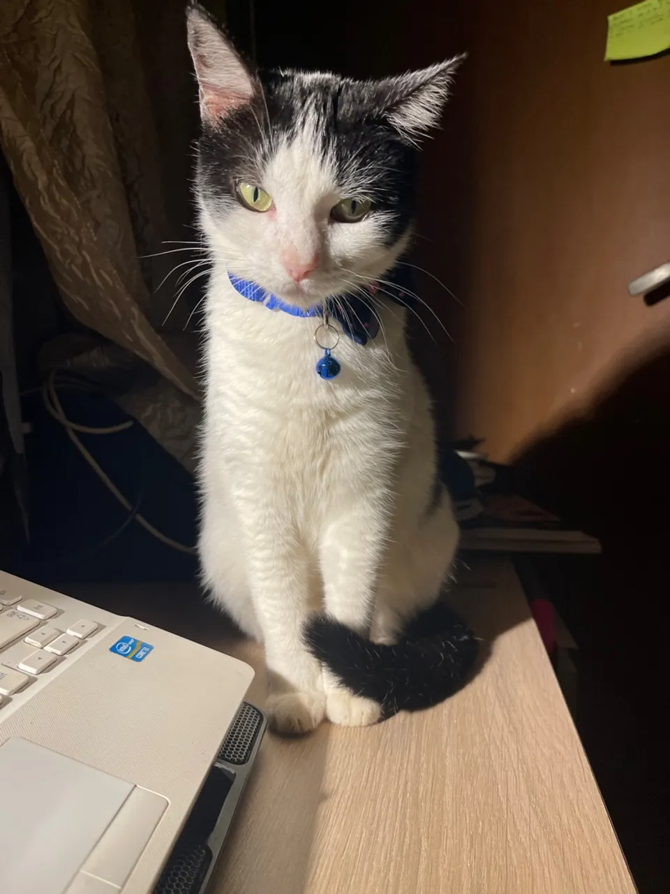 Procura-se gata perdida ponta Porã/ ofereço recompensa + *7