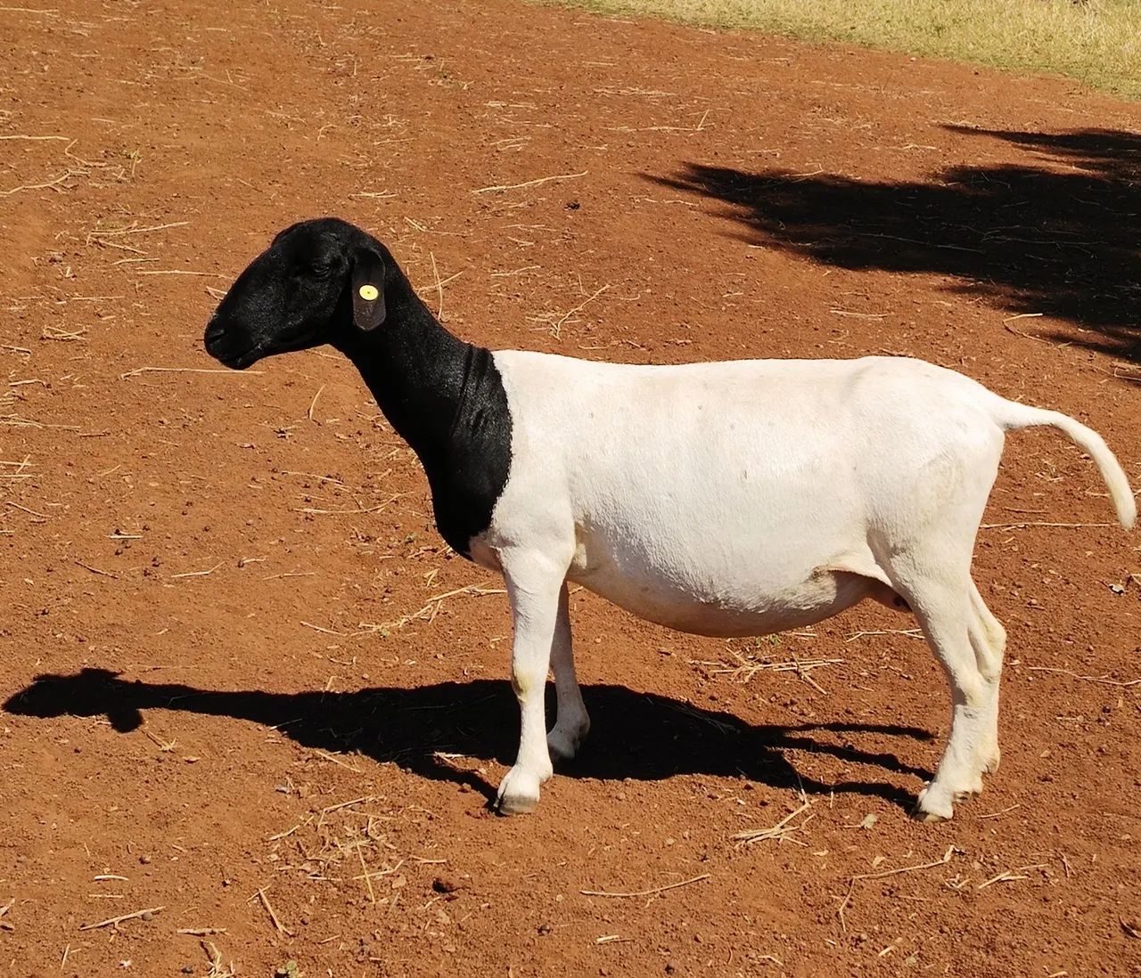 Ovelha Dorper