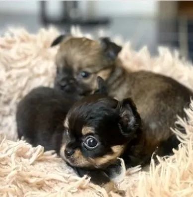 Chihuahua Macho Solid Black: O Filhote Que Vai Roubar Seu Coração!