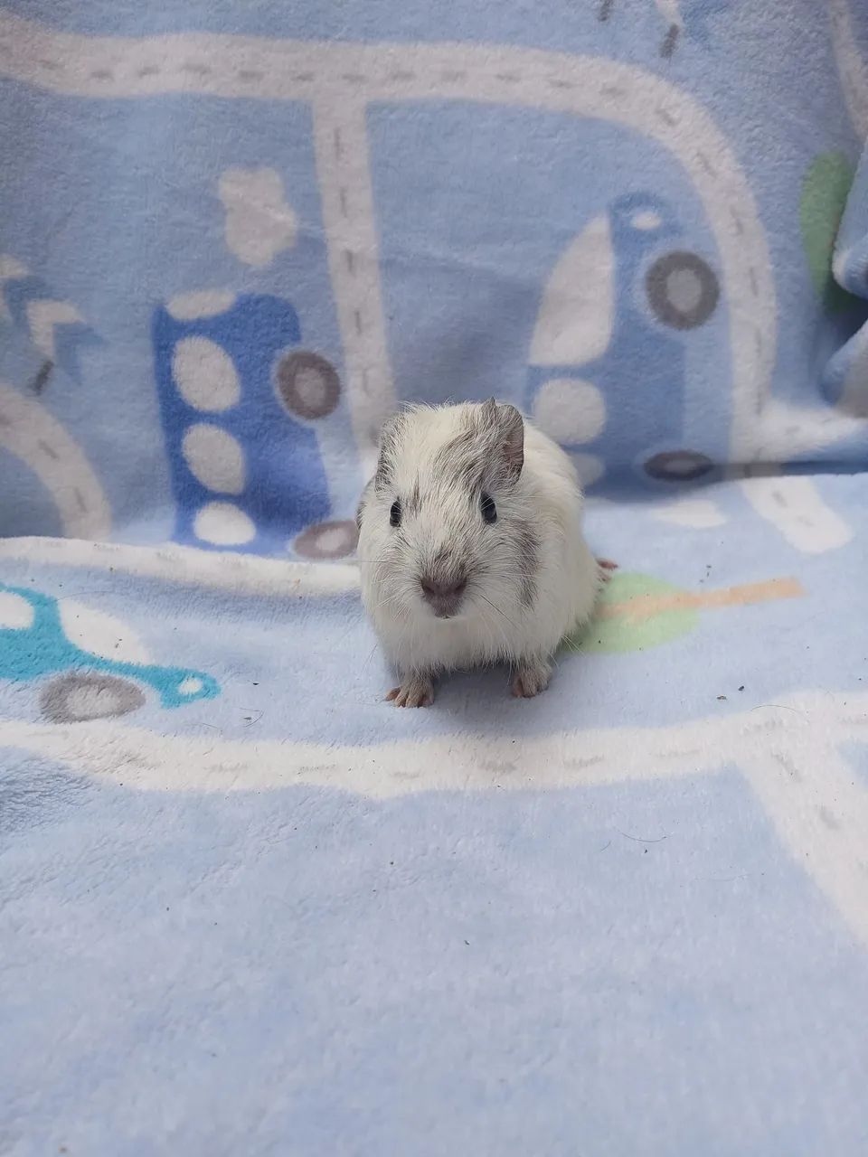 Porquinho da india  - Foto 3