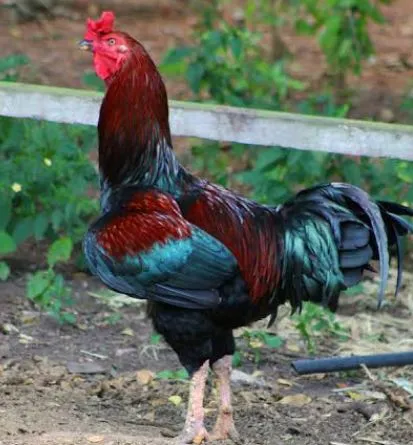 Procuro um galo pra Criação já cruzando 