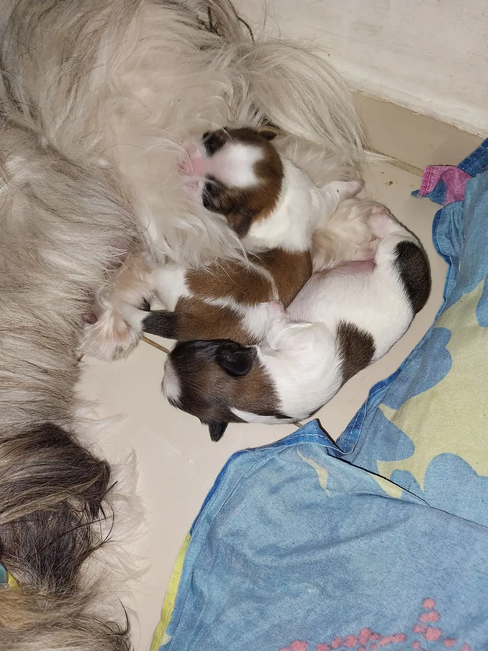 Filhotes de Shih Tzu