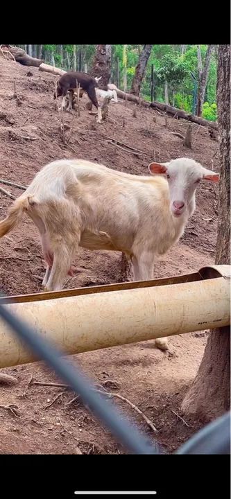 Cabras leiteiras filhotes e bodes para reprodução 