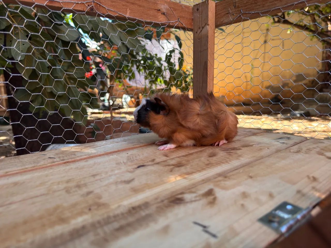 Porquinho da Índia  - Foto 6