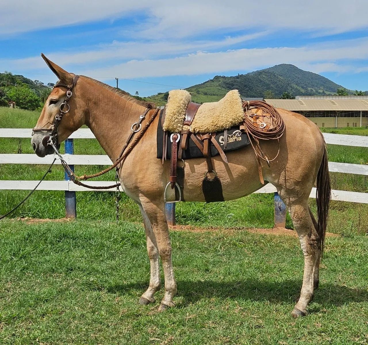 Mula mansa de confiança! - Foto 3