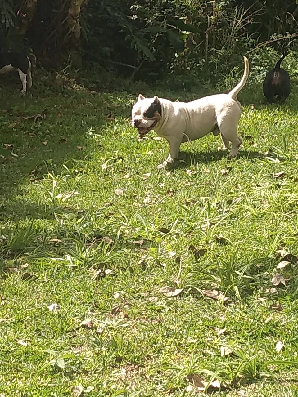 American Bully
