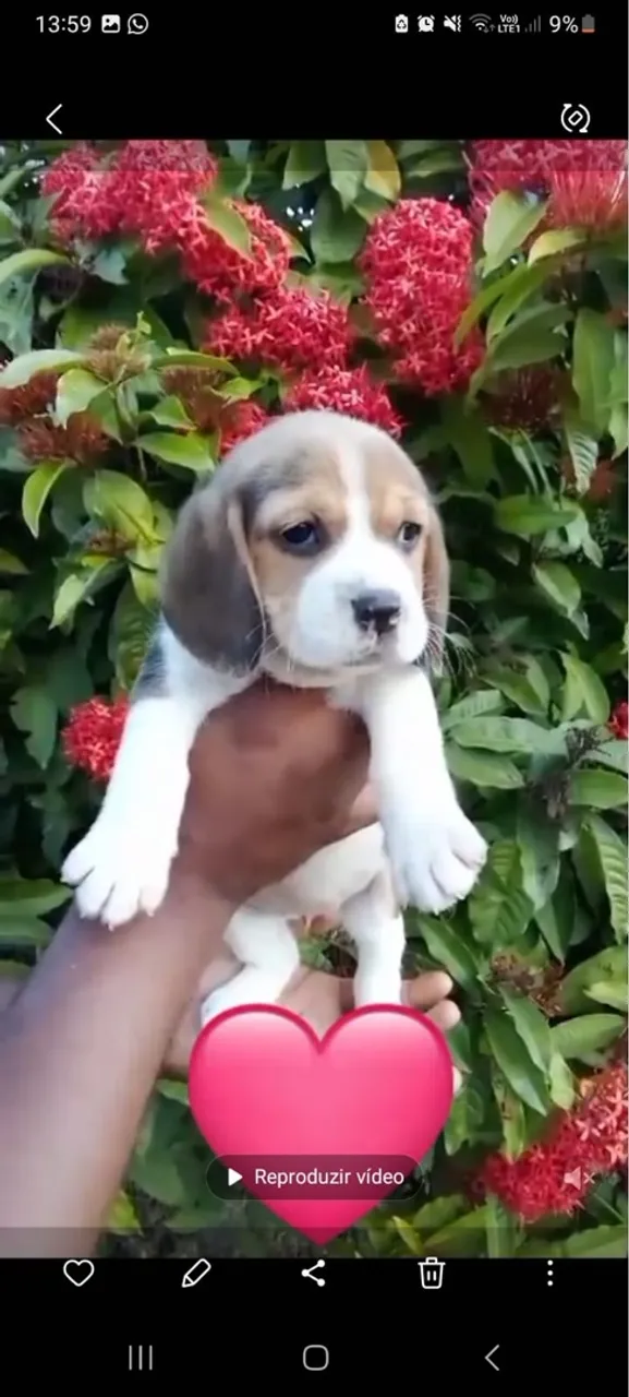 Filhote de Beagle disponível - Tamanho mini