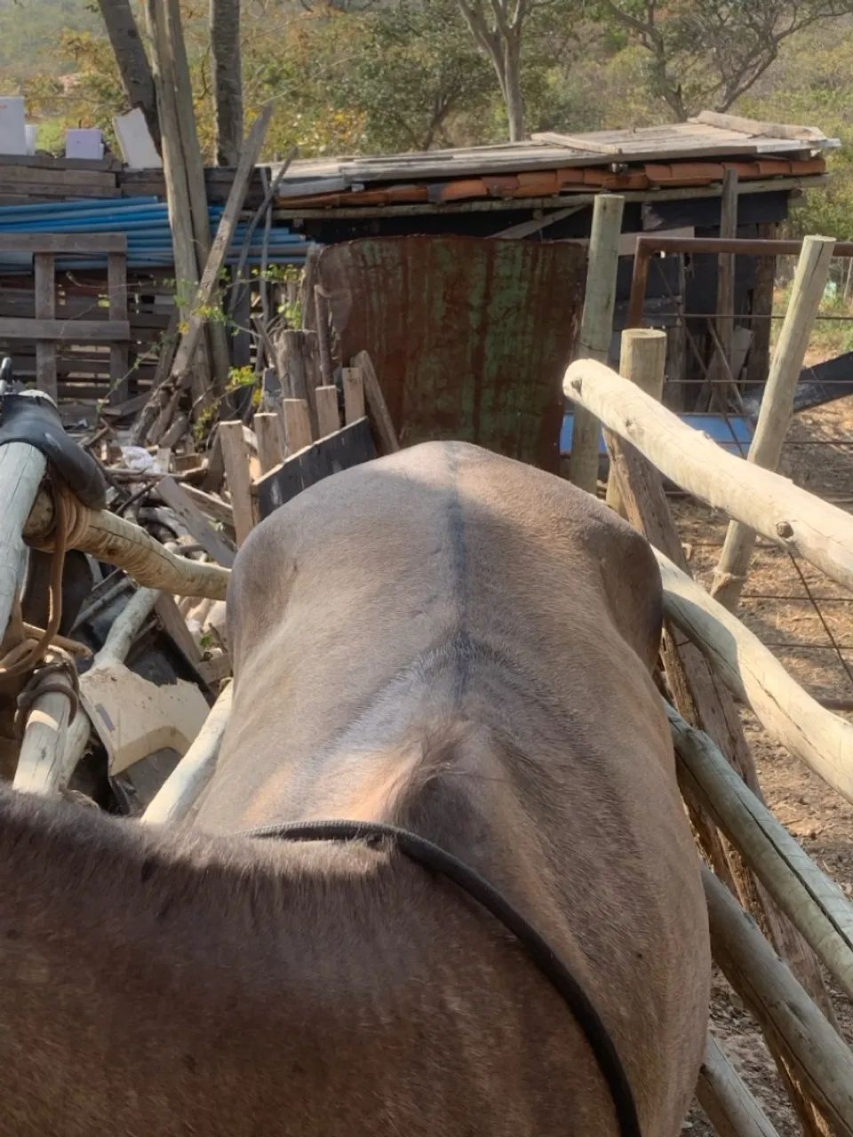Cavalo para agropecuária - Foto 6