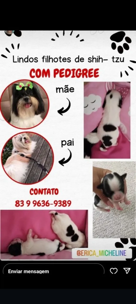 Filhotes Shih Tzu com Pedigree - Lindos e Saudáveis!