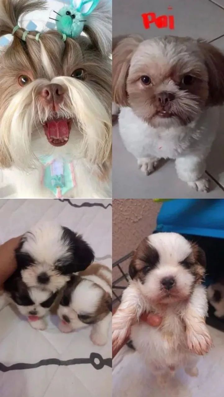 SHIH TZU MINI LEGÍTIMOS