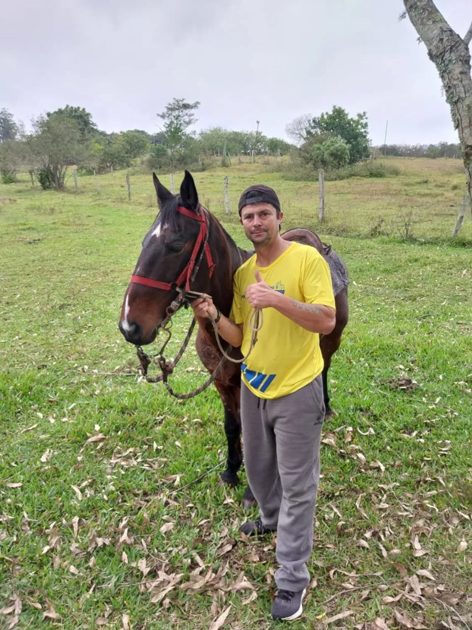 Cavalo.