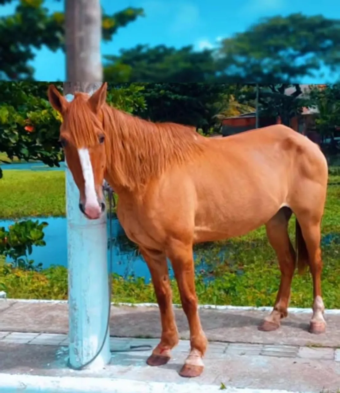 Égua raciada com campolino pra vender.