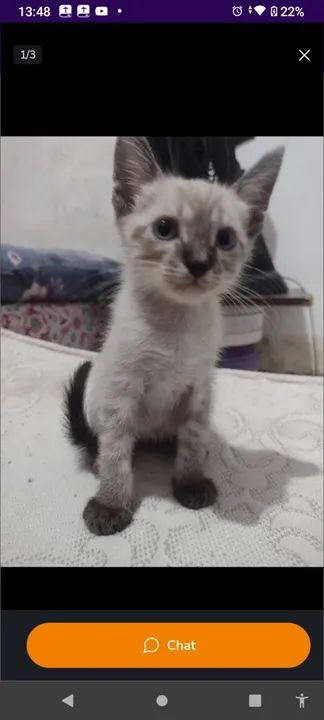 Gatinho Siamês disponível para adoção