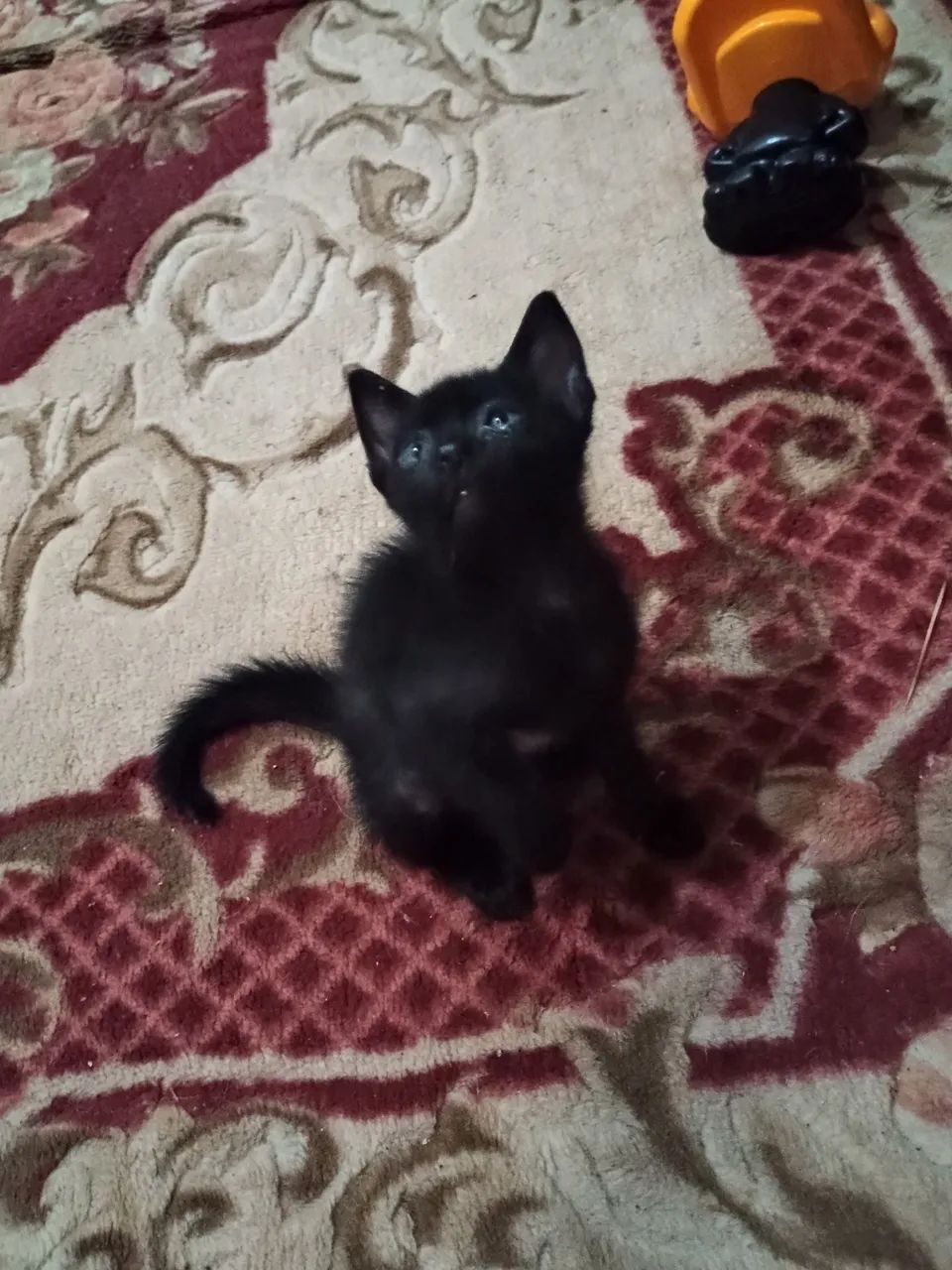 Gato macho para doação 