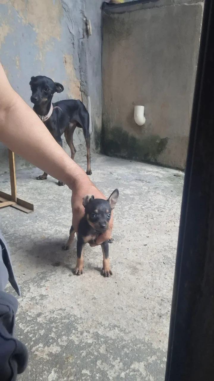 Pinscher filhote n 01