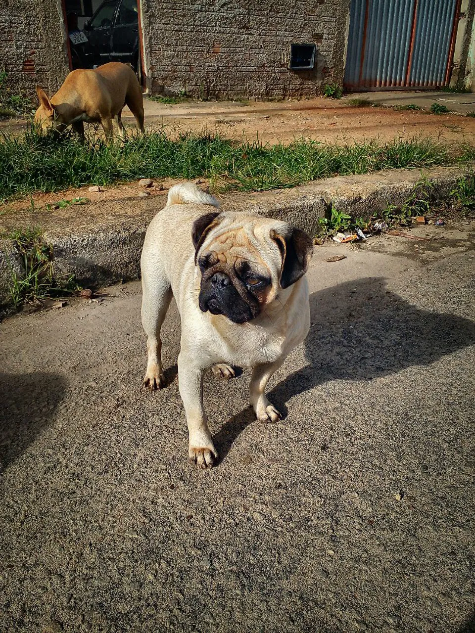 Pug fêmea adulta