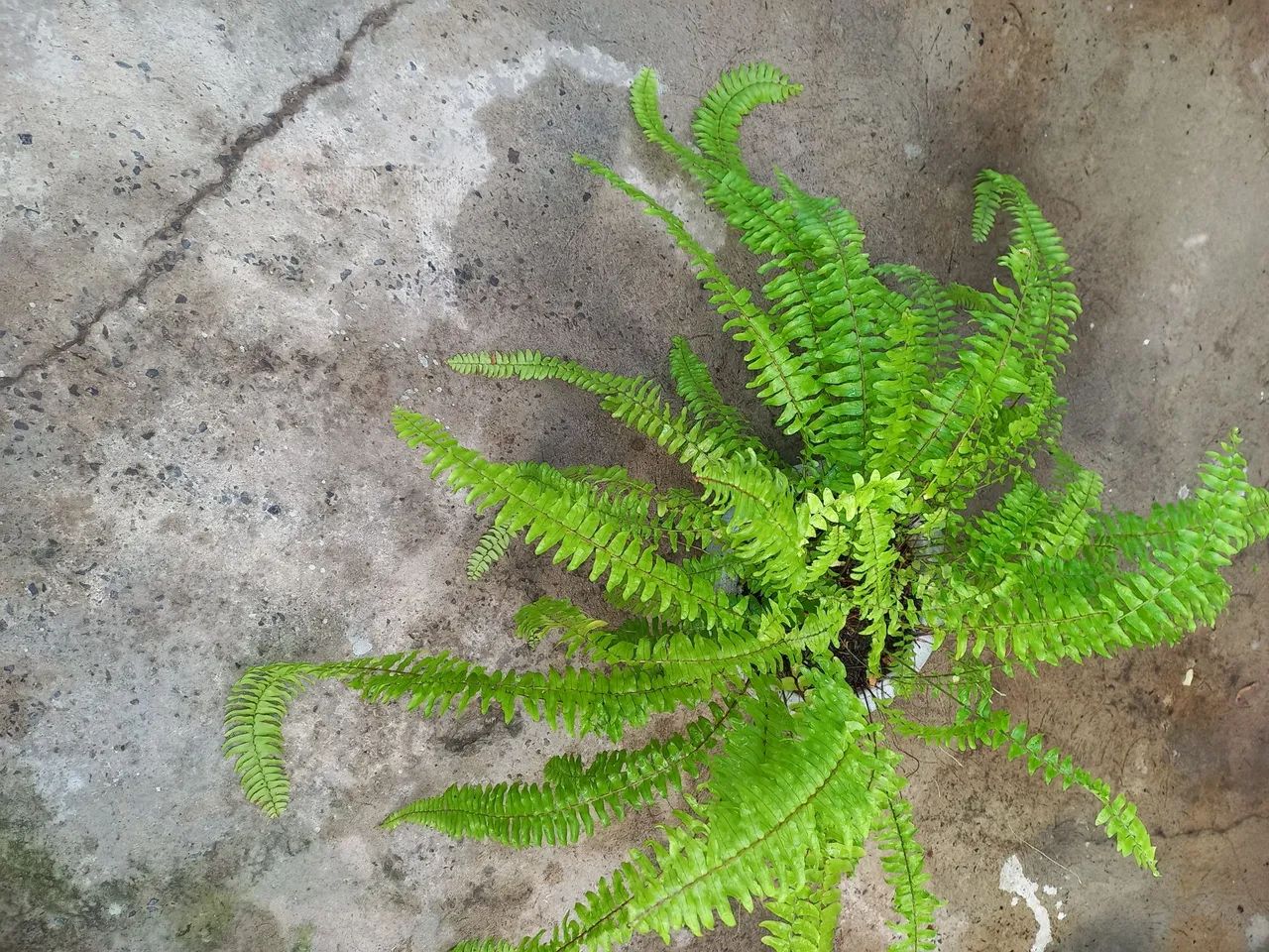  3 plantas pendente em vaso - Foto 4