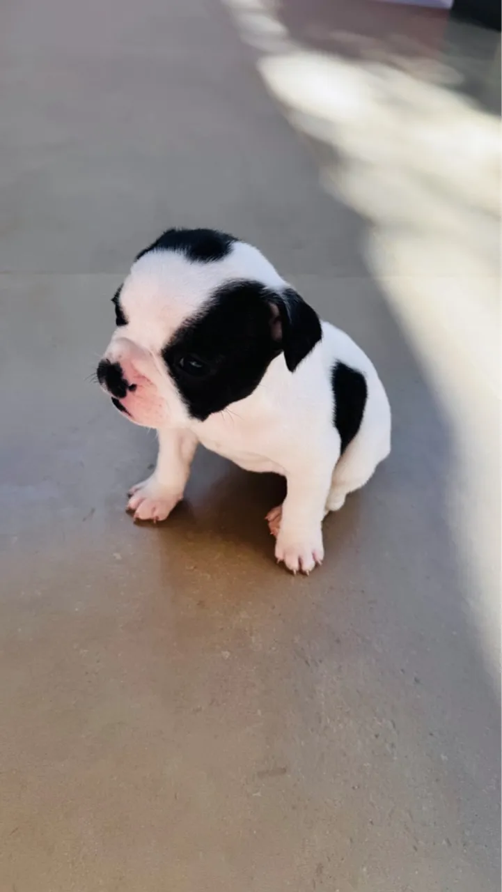 Vendo filhote de Bulldog Francês