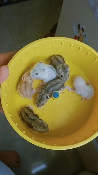 Hamster filhotes  - Foto 2