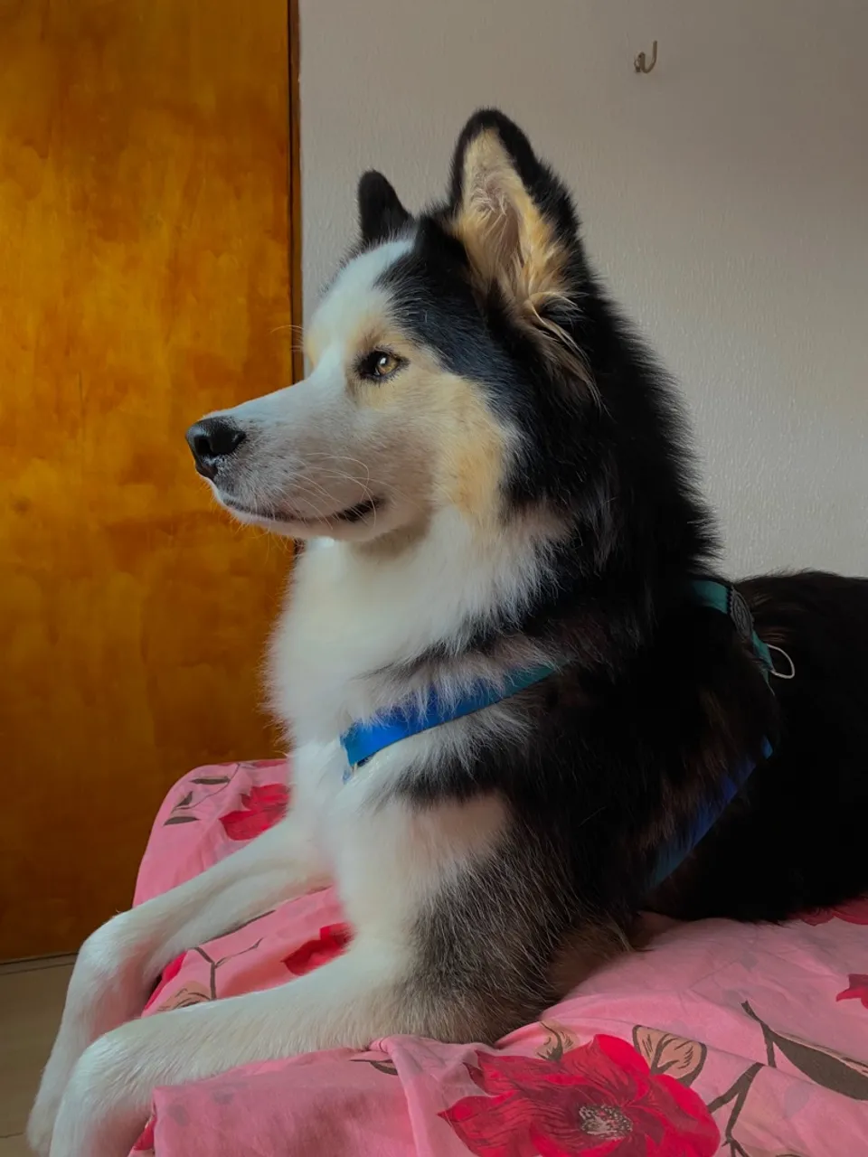 Husky Siberiano Para Cruzar
