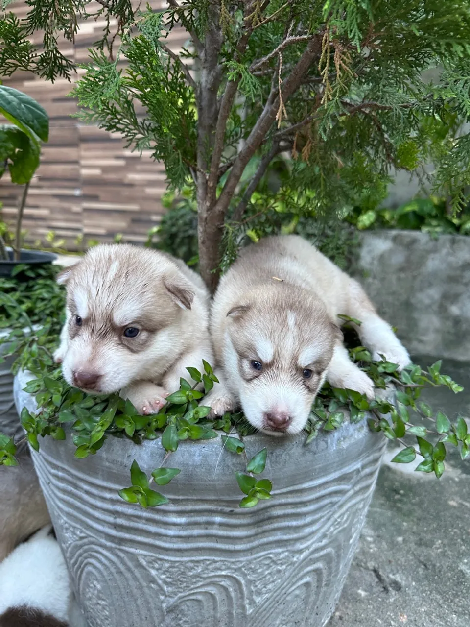 Husk siberiano 