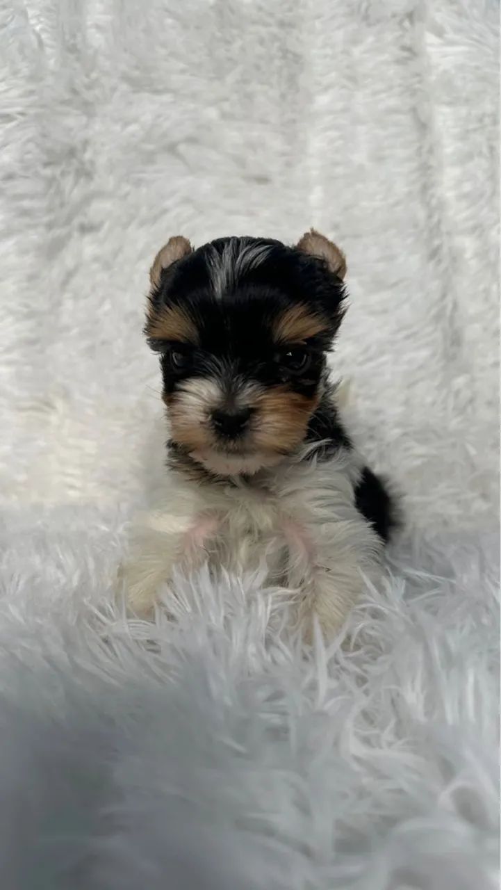 Yorkshire Biewer machos miniatura 