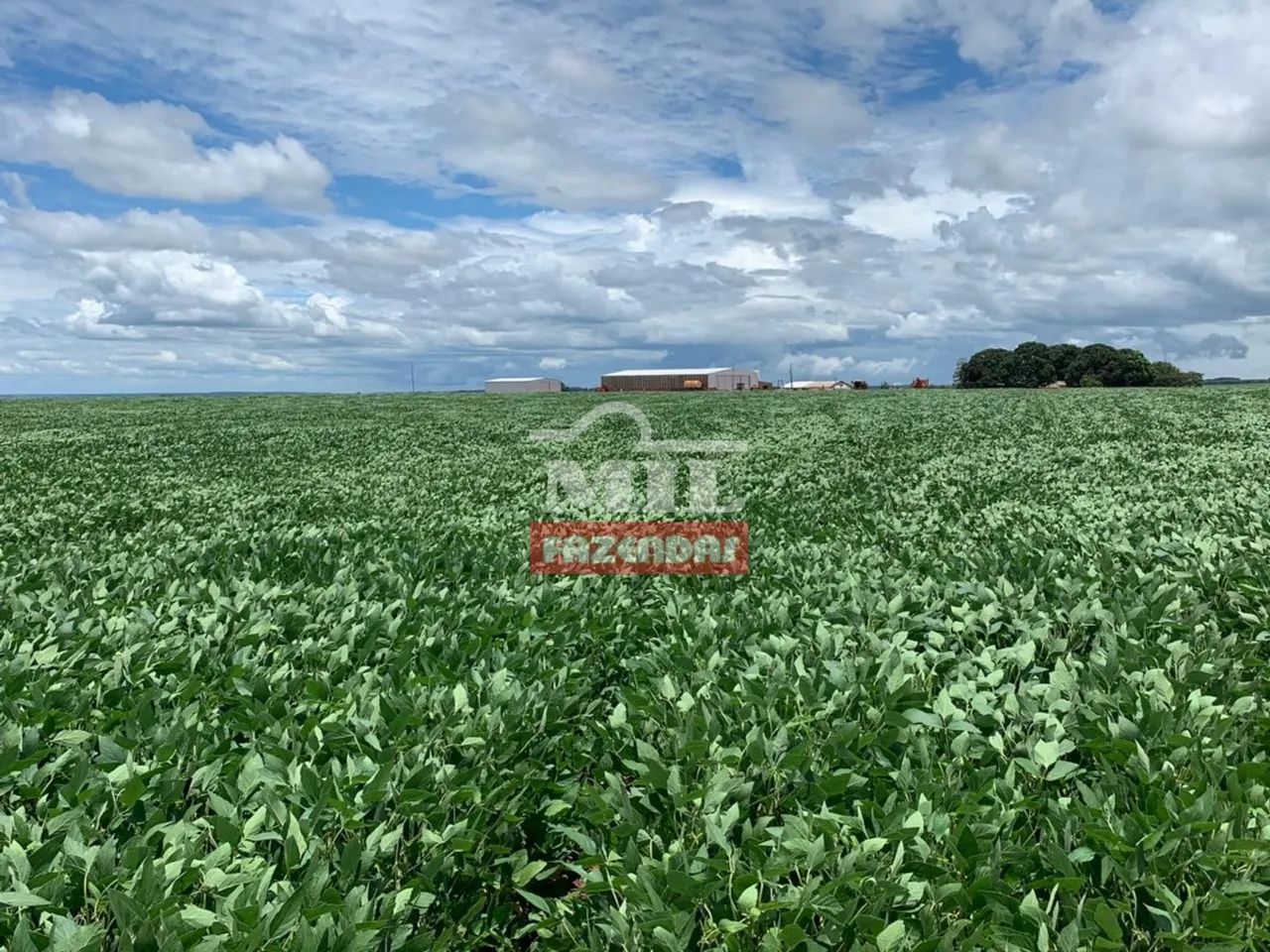Fazenda em Cana Brava do Norte-MT - 3.980 Há. (em Lavoura)