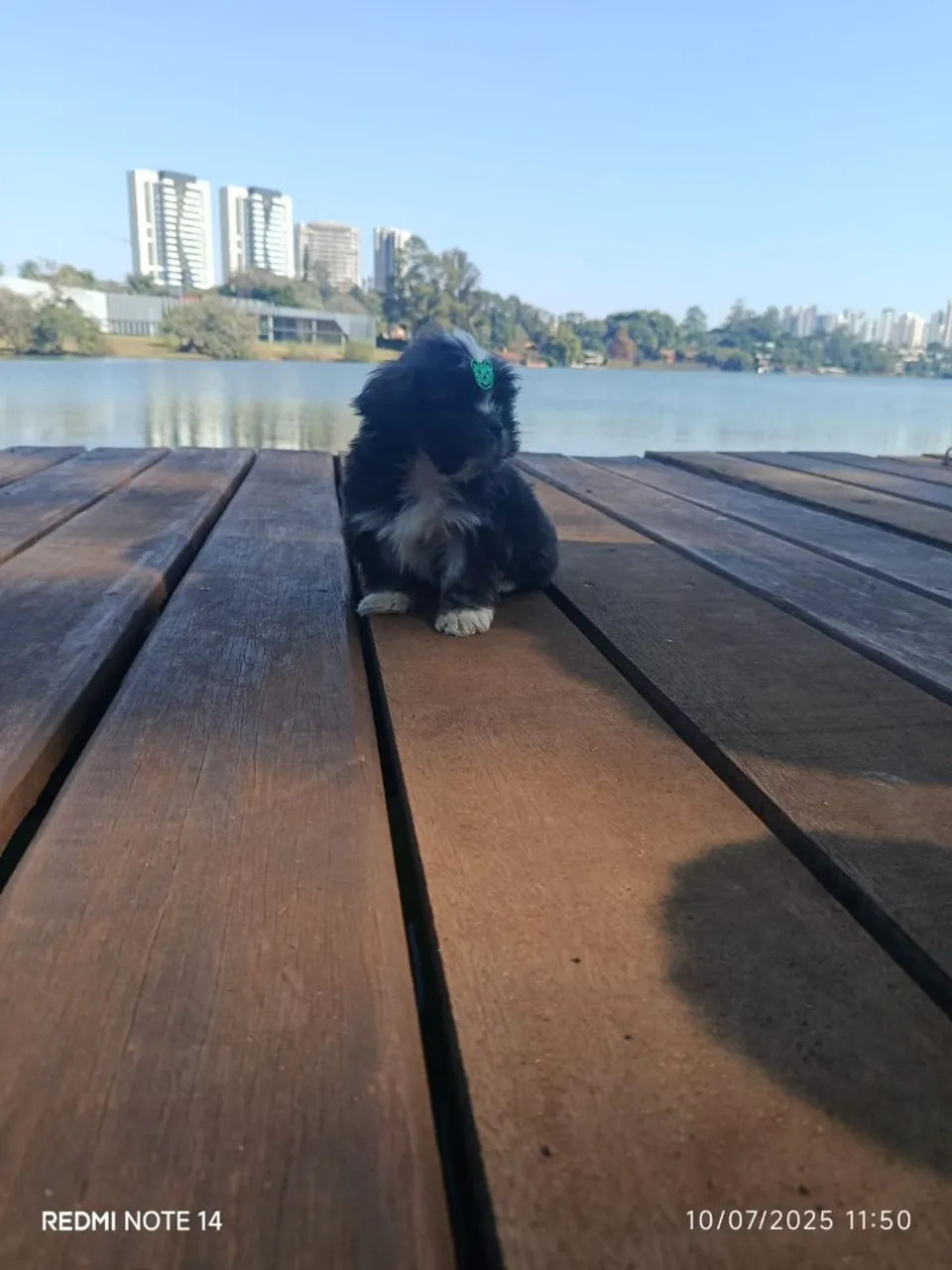 Filhote Shih Tzu