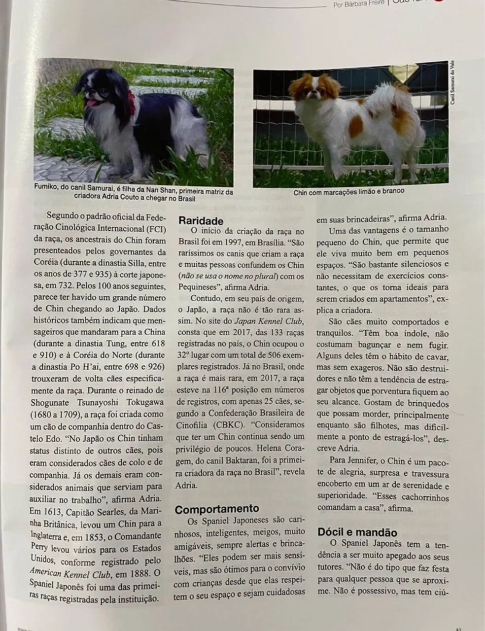 Spaniel Japonês machinho (raça rara no Brasil) - Foto 5