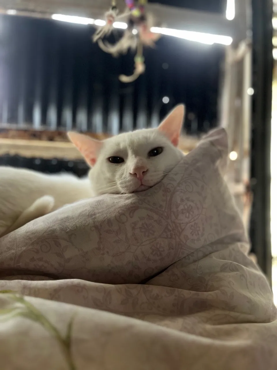 Gatinho branco para doação responsável