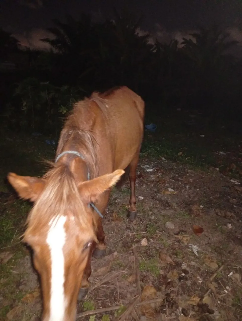 Cavalo para venda