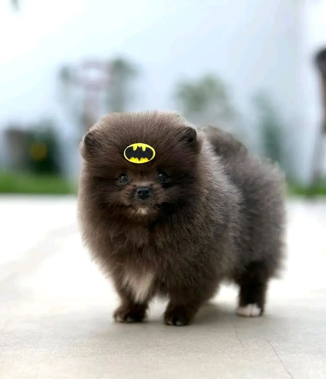 Lulu da Pomerânia 
