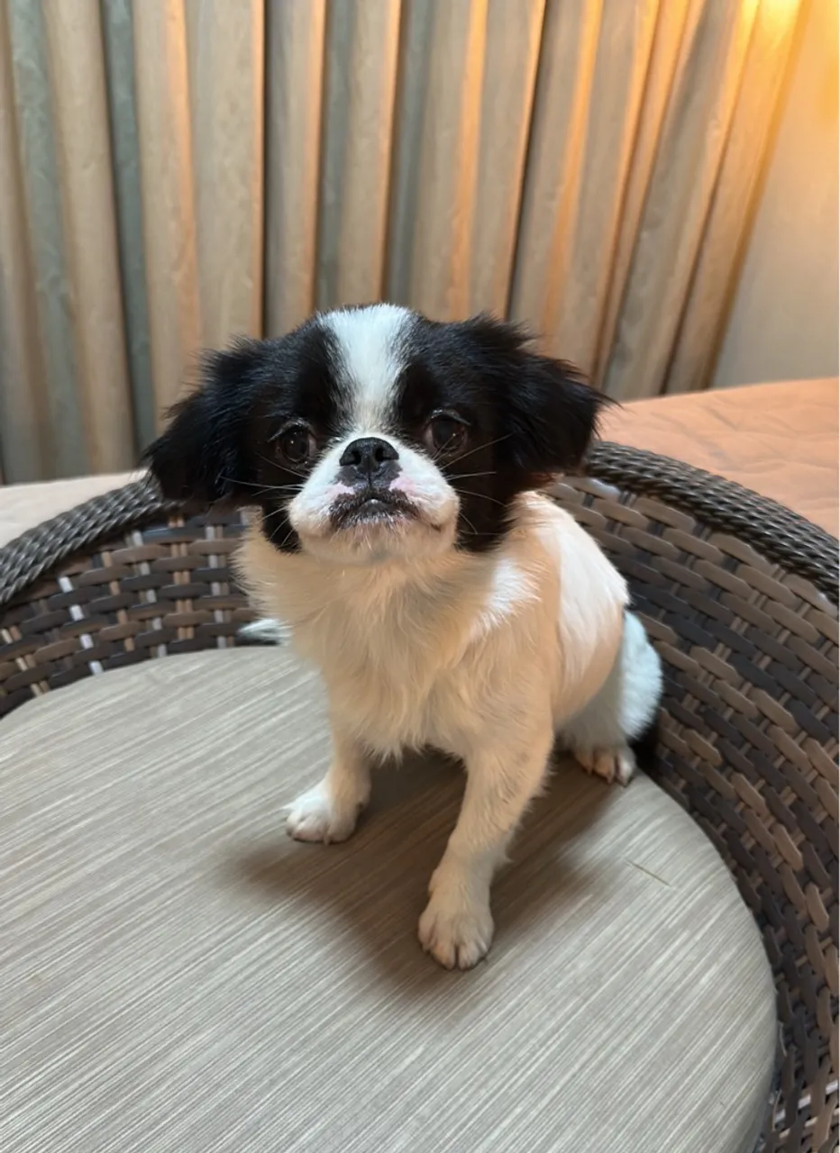 Spaniel Japonês machinho (raça rara no Brasil)