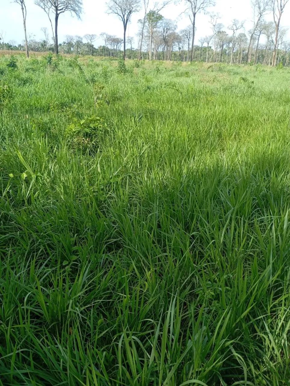 Vende se um lote na região do roxinho município de Iracema  na tronco 600 metro pro asfalt - Foto 2