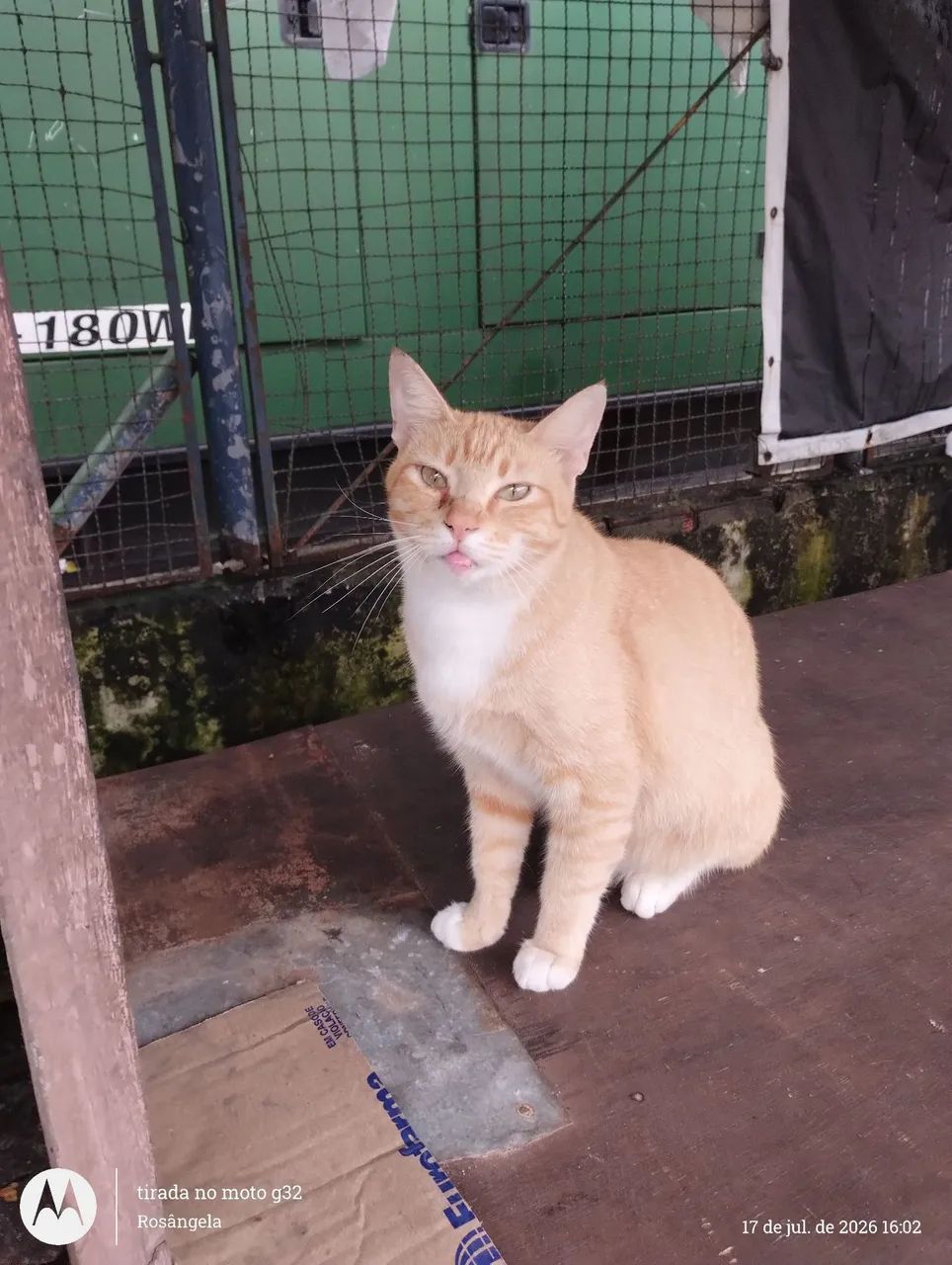 Macho laranja, castrado, 1 ano - Foto 2