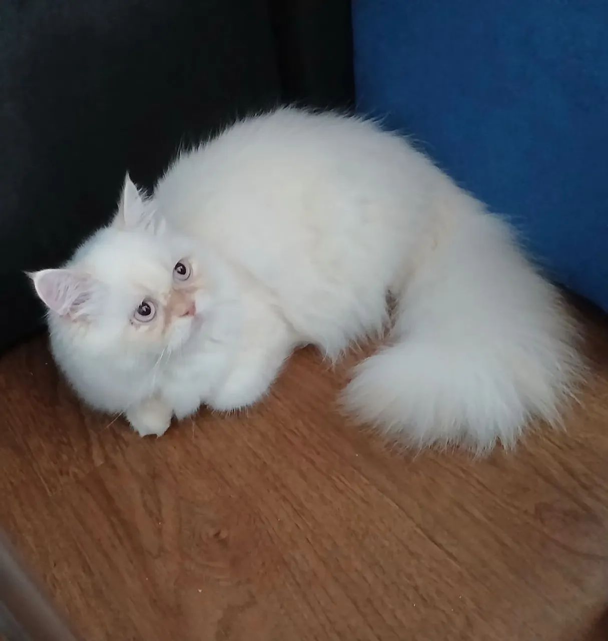 Gato Persa - Foto 4