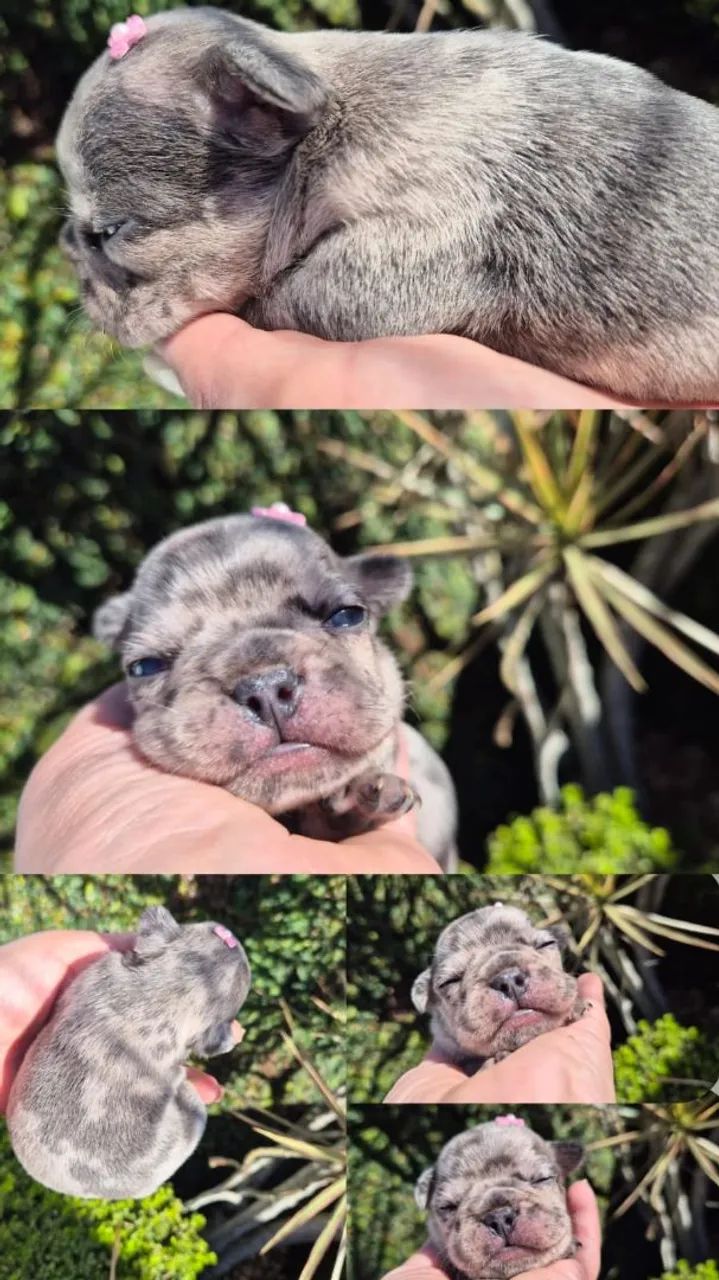 Buldogue Francês  - Foto 5