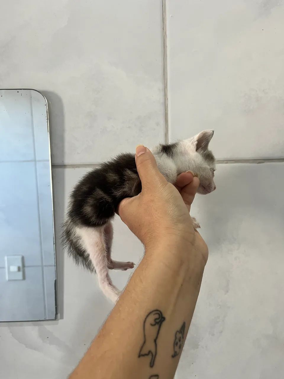 DOAÇÃO DE GATOS - Foto 2
